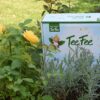 Bio-KIndertee ohne Zucker von TeeFee